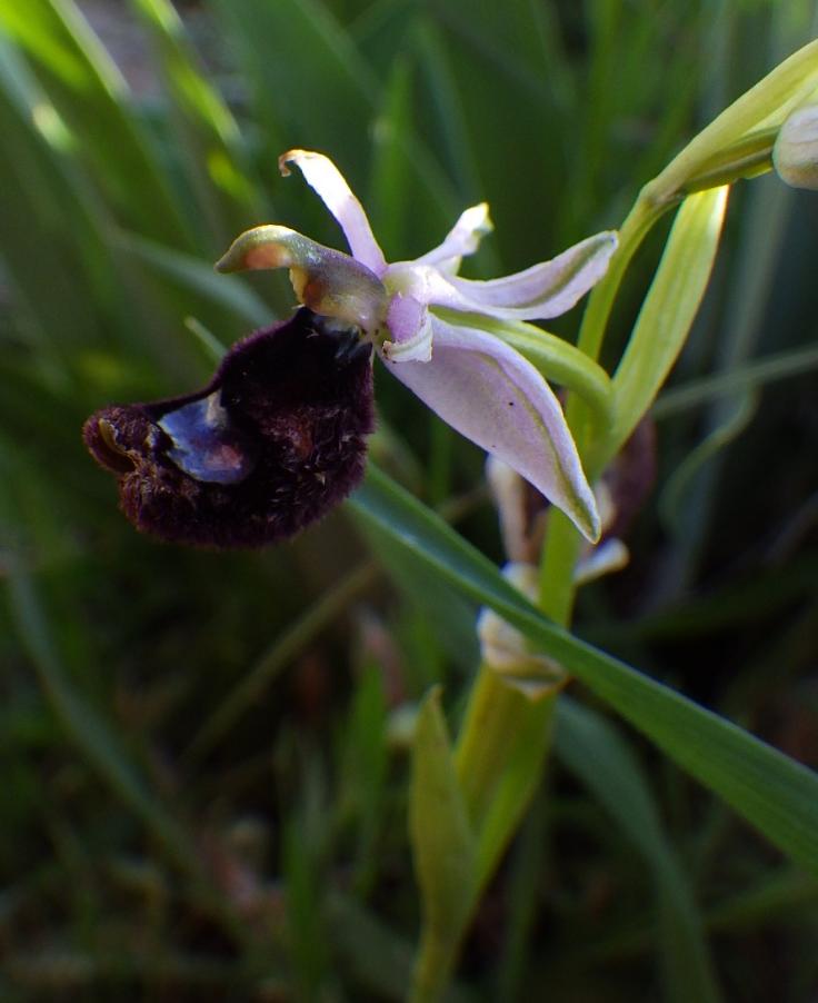 Ophrys bertolonii Moretti.JPG