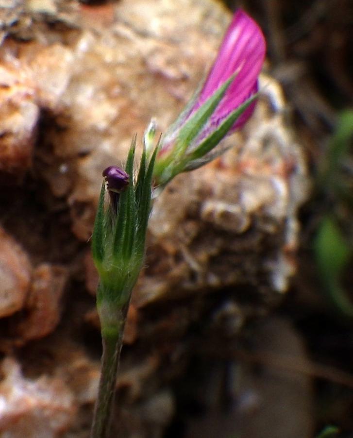 Onobrychis aequidentata (Sm.) d'Urv. .JPG