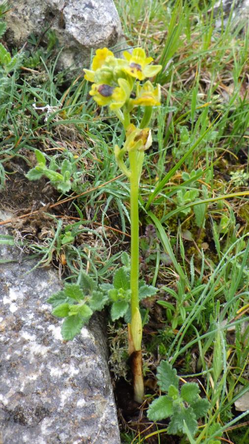 Ophrys sicula Tineo .JPG