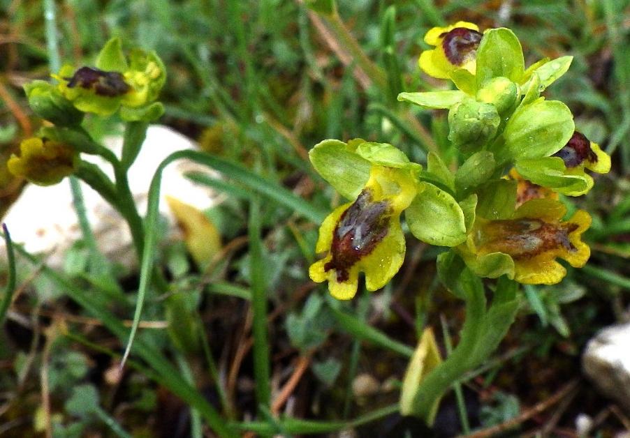 Ophrys sicula  .JPG