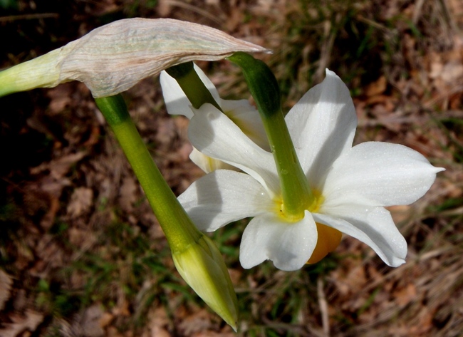 Narcissus tazetta L. subsp. tazetta.jpg