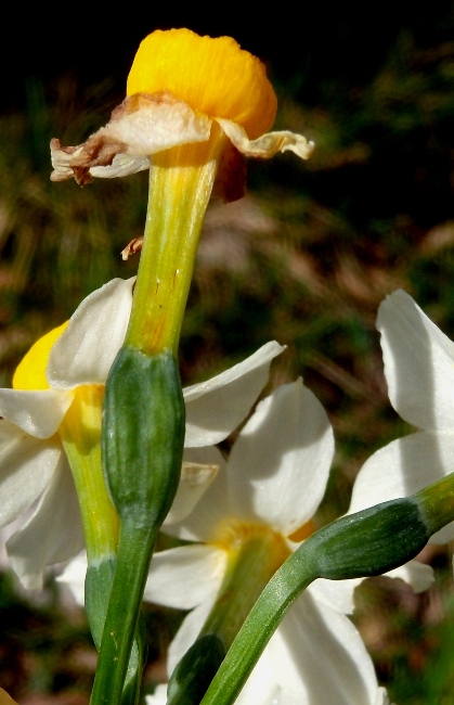 Narcissus tazetta L. subsp. tazetta (1).jpg