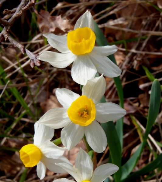 Narcissus tazetta L. subsp. tazetta 1.jpg