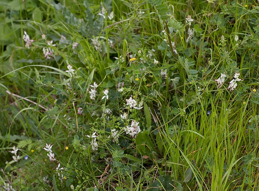 Fumaria capreolata L. subsp. capreolata