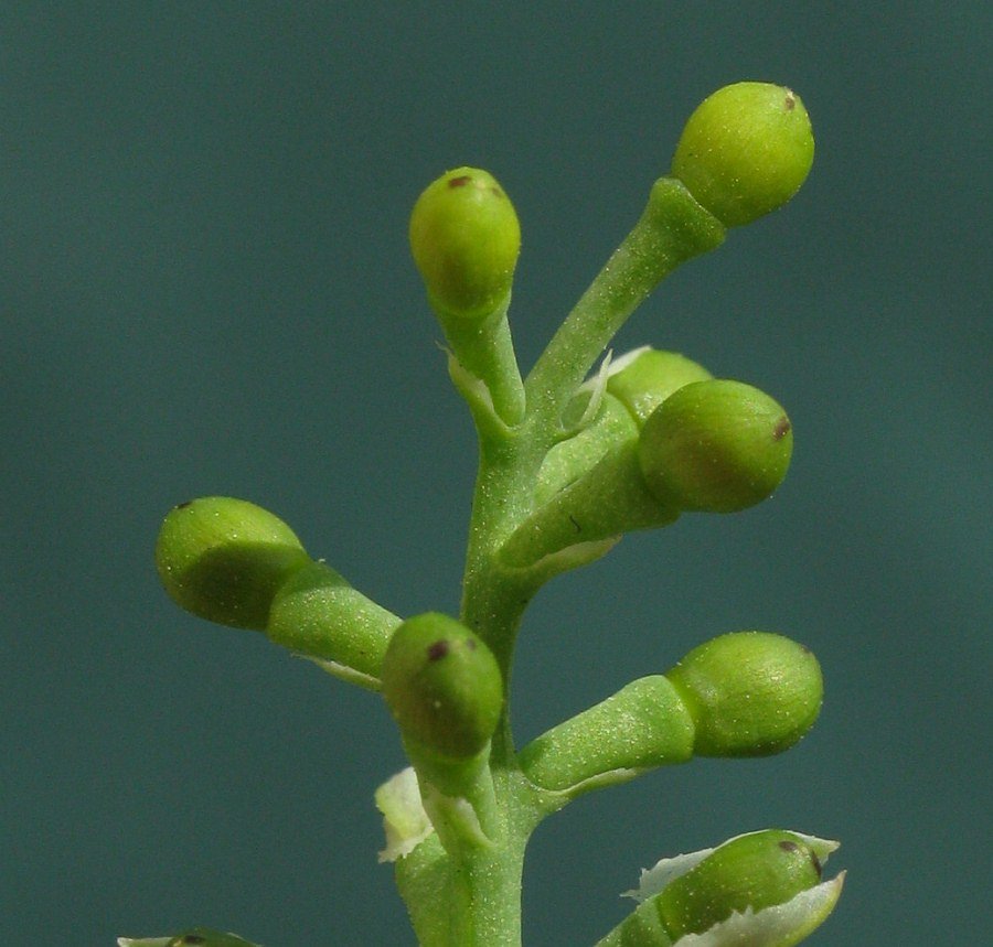 Fumaria capreolata L. subsp. capreolata