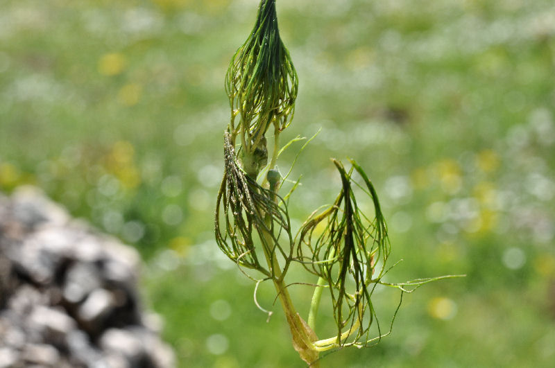 Ranunculus circinatus-trichophyllus 02.jpg