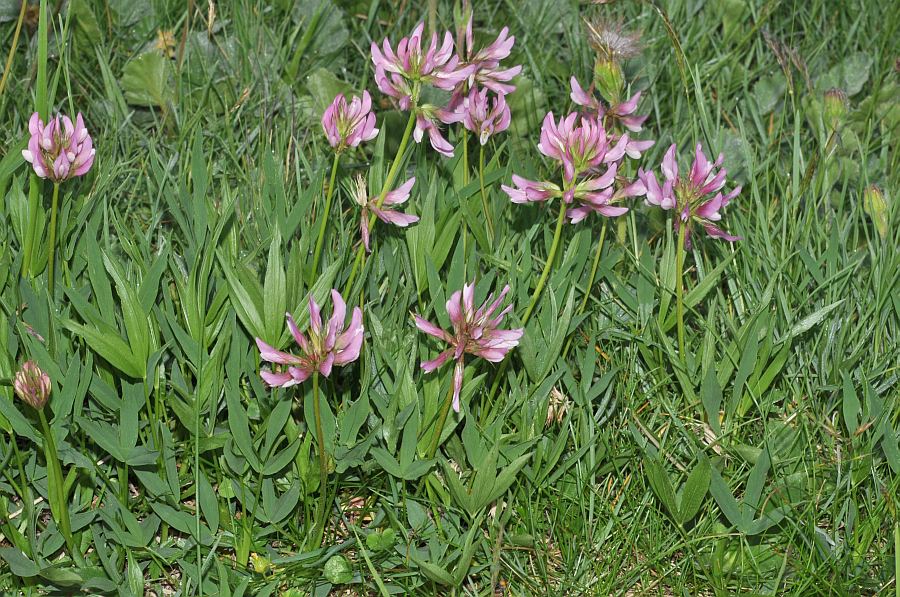 Trifolium alpinum38 varena luglio 2010.jpg