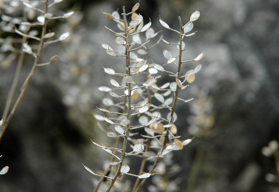 Alyssum montanum L. subsp. montanum.JPG